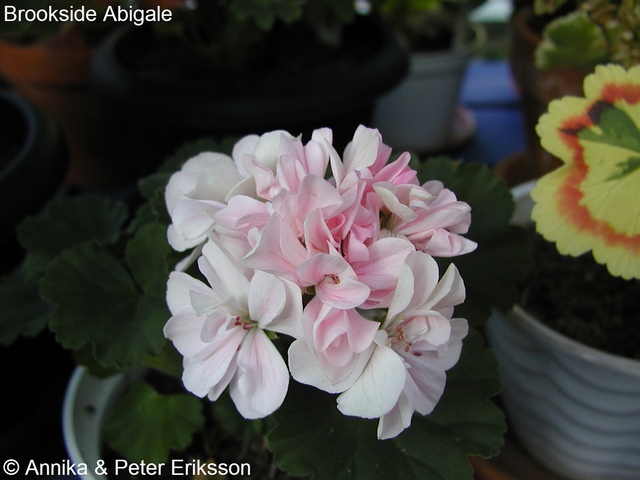 Brookside Abigale